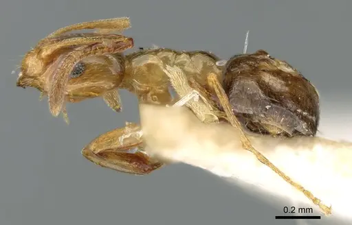 Plagiolepis pallescens - CASENT0906253