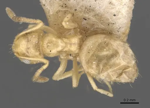 Plagiolepis pallescens - CASENT0909854