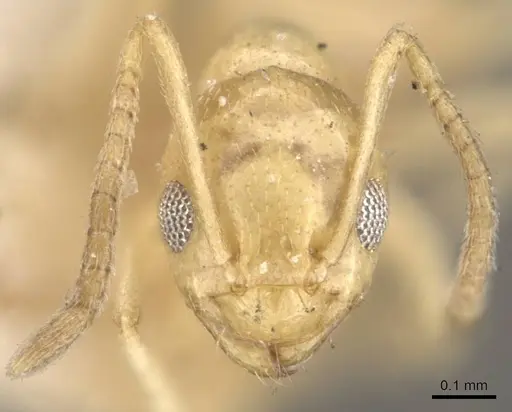 Plagiolepis pallescens - CASENT0909854