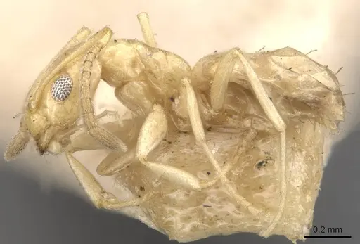 Plagiolepis pallescens - CASENT0909854