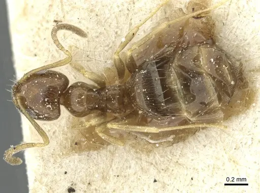 Plagiolepis pallescens - CASENT0912415