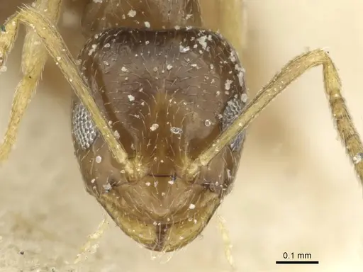 Plagiolepis pallescens - CASENT0912415