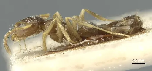 Plagiolepis pallescens - CASENT0912415