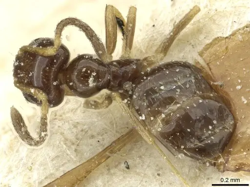 Plagiolepis pallescens - CASENT0912433