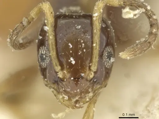 Plagiolepis pallescens - CASENT0912433