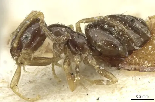 Plagiolepis pallescens - CASENT0912433