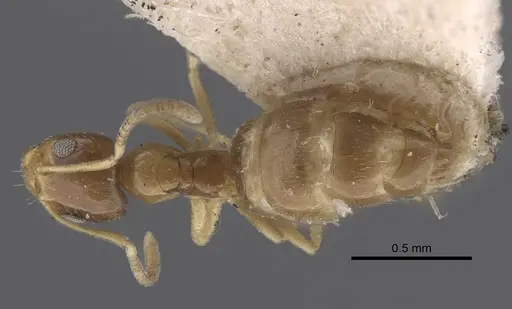 Plagiolepis pallescens - CASENT0917314