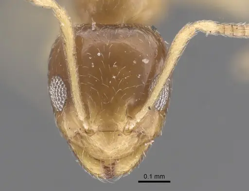 Plagiolepis pallescens - CASENT0917314