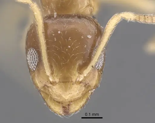 Plagiolepis pallescens - CASENT0917314