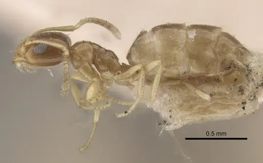 Plagiolepis pallescens - CASENT0917314