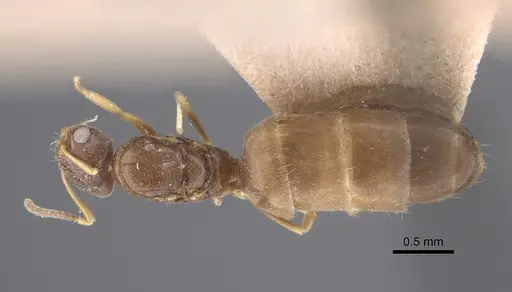 Plagiolepis pallescens - CASENT0917315