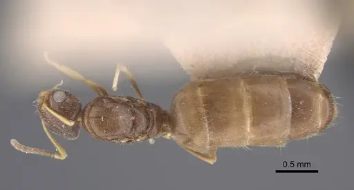 Plagiolepis pallescens - CASENT0917315