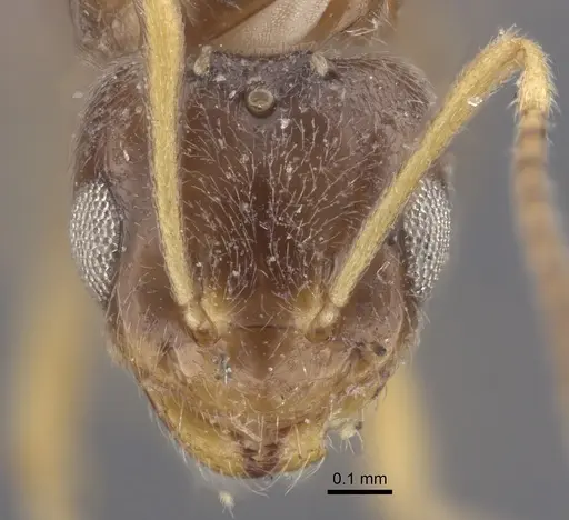 Plagiolepis pallescens - CASENT0917315