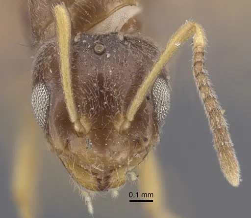 Plagiolepis pallescens - CASENT0917315