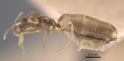 Plagiolepis pallescens - CASENT0917315