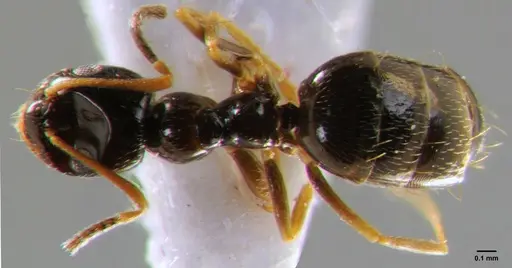 Plagiolepis pallescens - CFH000040