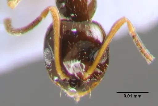 Plagiolepis pallescens - CFH000040