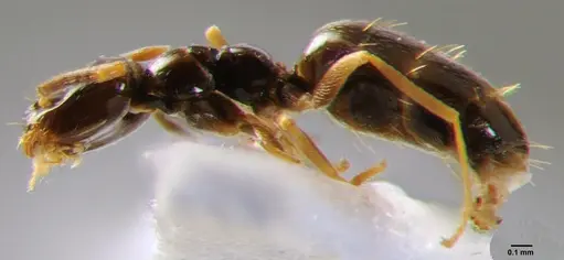 Plagiolepis pallescens - CFH000040