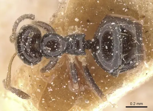 Plagiolepis pictipes specimen