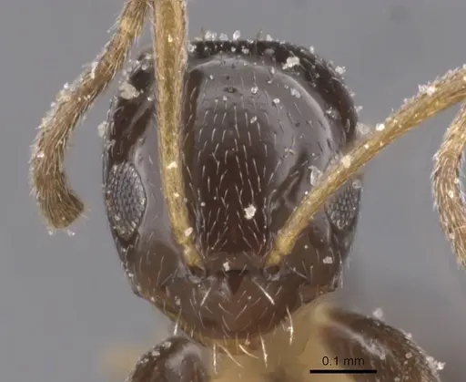 Plagiolepis pictipes specimen