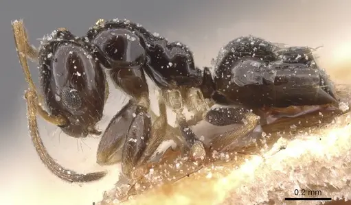 Plagiolepis pictipes specimen