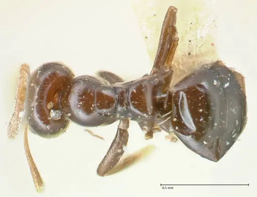 Plagiolepis pissina specimen
