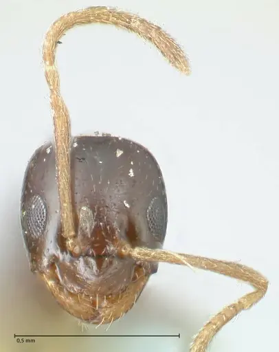 Plagiolepis pissina specimen