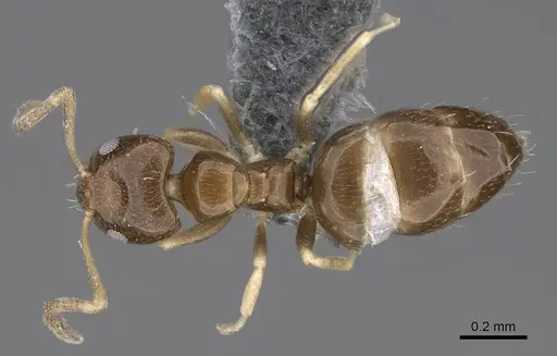 Plagiolepis puncta specimen