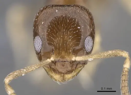 Plagiolepis puncta specimen