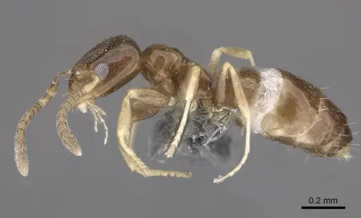 Plagiolepis puncta specimen