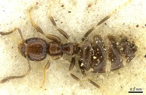 Plagiolepis puncta - CASENT0906249