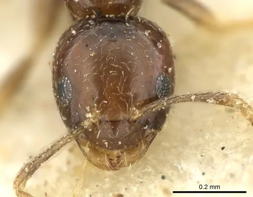 Plagiolepis puncta - CASENT0906249