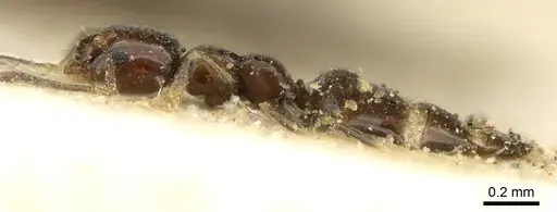 Plagiolepis puncta - CASENT0906249