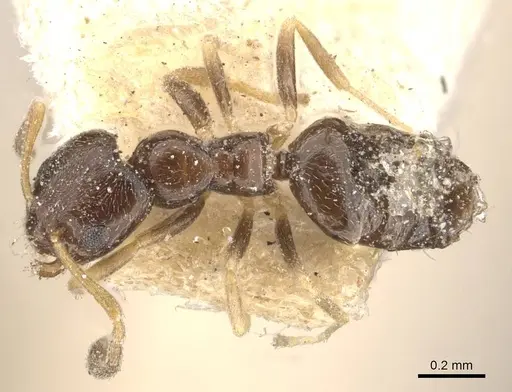 Plagiolepis puncta - CASENT0909855