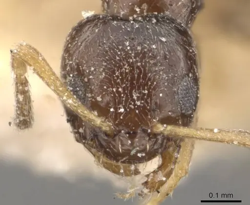 Plagiolepis puncta - CASENT0909855