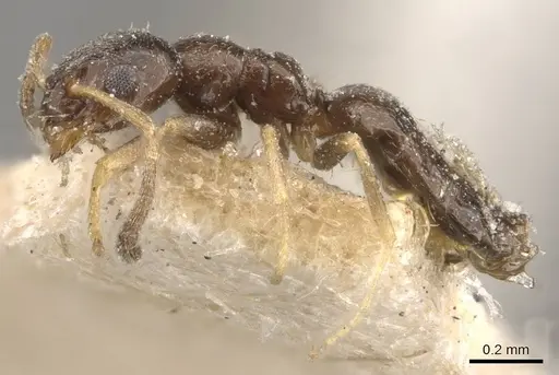 Plagiolepis puncta - CASENT0909855