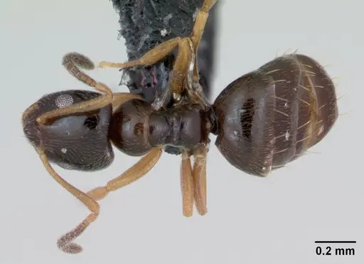 Plagiolepis pygmaea specimen