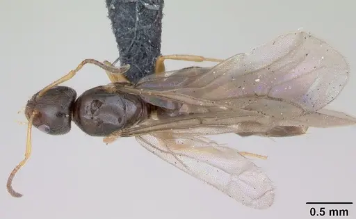 Plagiolepis pygmaea - CASENT0173130