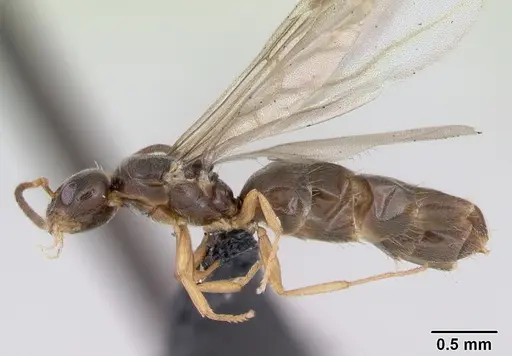 Plagiolepis pygmaea - CASENT0173130