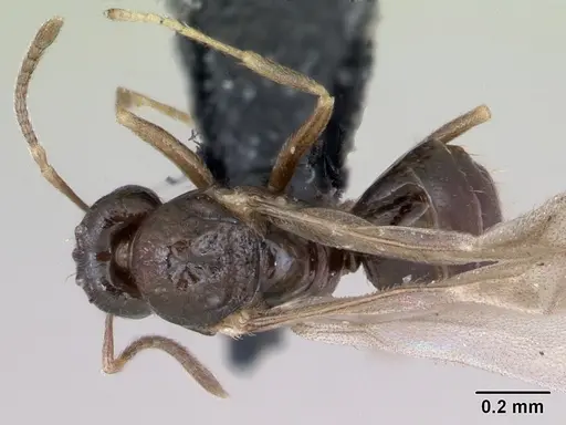 Plagiolepis pygmaea - CASENT0173131