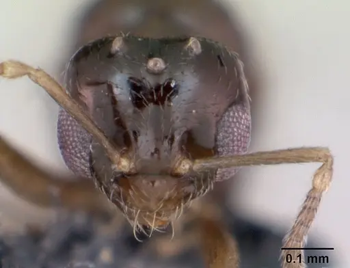 Plagiolepis pygmaea - CASENT0173131