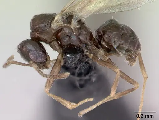 Plagiolepis pygmaea - CASENT0173131