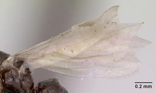 Plagiolepis pygmaea - CASENT0173131