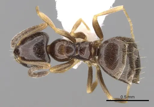 Plagiolepis pygmaea - CASENT0281164