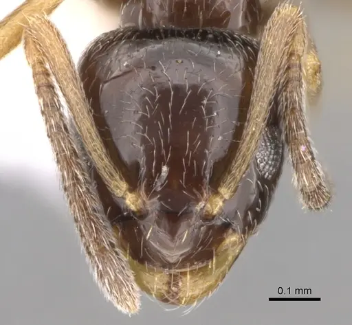 Plagiolepis pygmaea - CASENT0281164