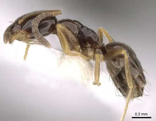 Plagiolepis pygmaea - CASENT0281164