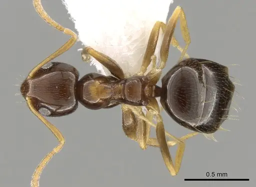 Plagiolepis pygmaea - CASENT0281341