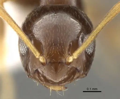 Plagiolepis pygmaea - CASENT0281341