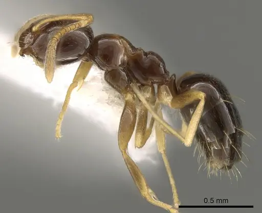 Plagiolepis pygmaea - CASENT0281341