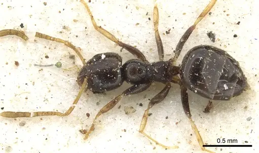 Plagiolepis pygmaea - CASENT0903145